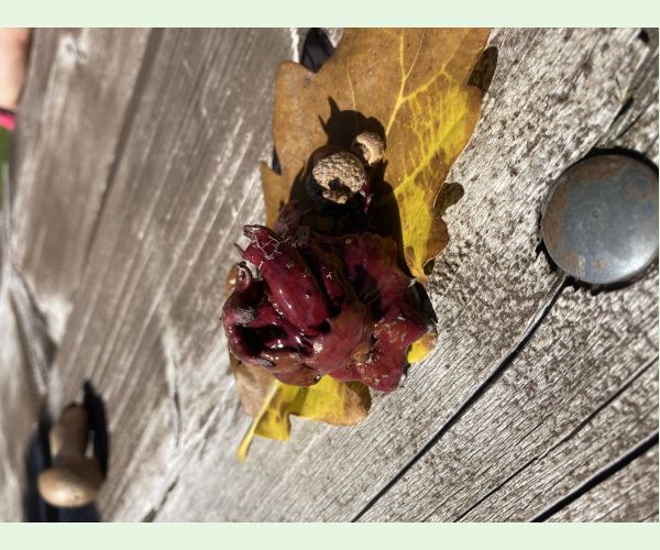 Hrčiarka Andricus dentimitratus