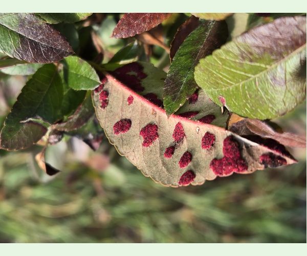 Roztoč Aceria pyracanthi