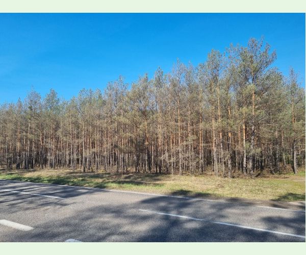 Hrebenárka borovicová