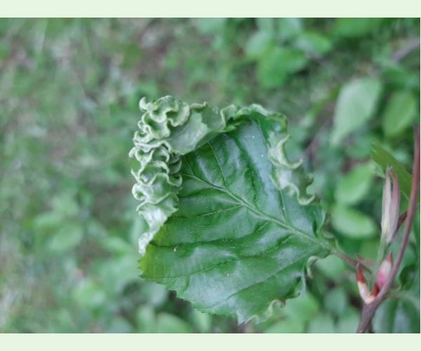 Roztoč Aceria macrotrichus