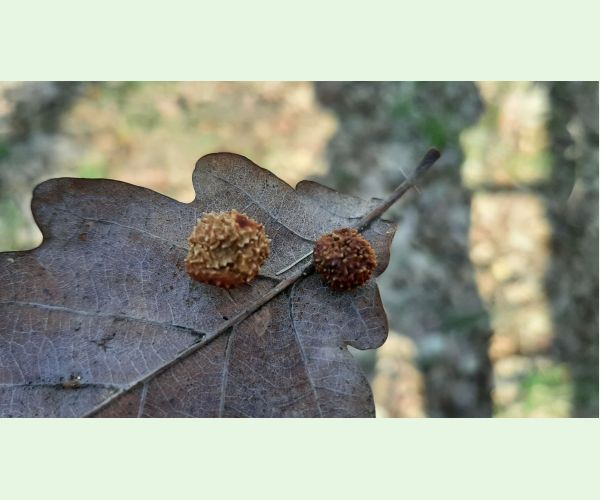 Hrčiarka Trigonaspis synaspis