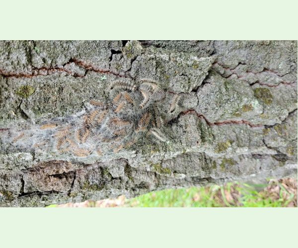 Priadkovček dubový