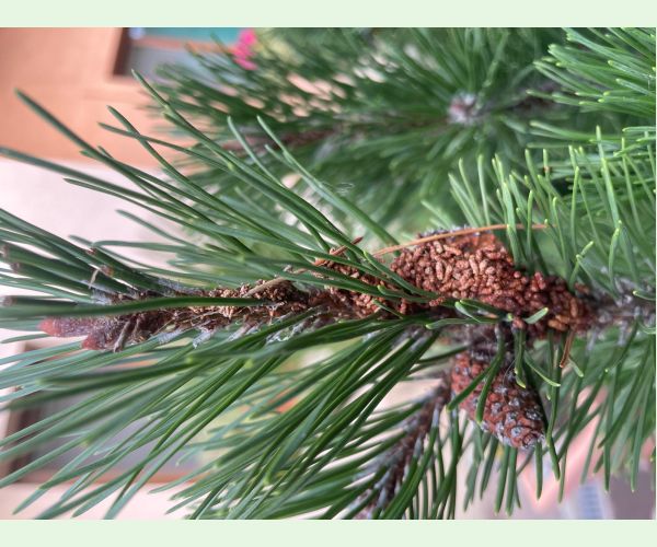 Ploskanka sadenicová