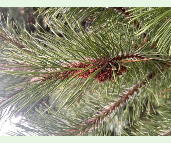 Ploskanka sadenicová