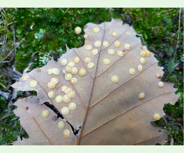 Hrčiarka Neuroterus quercusbaccarum