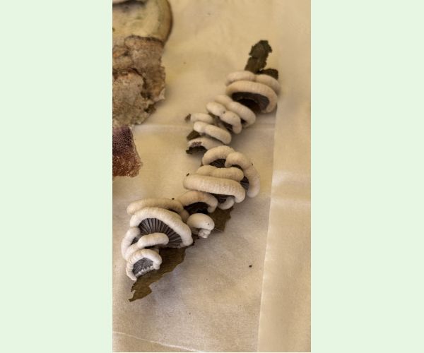 Klanolupeňovka obyčajná