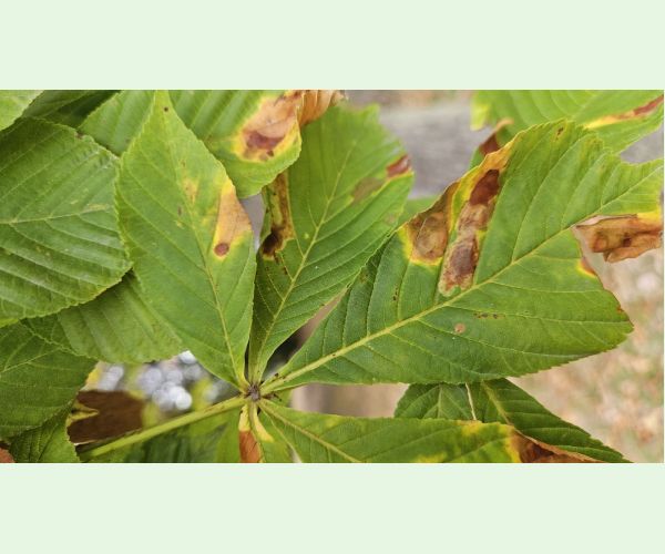 Antraknóza pagaštanová