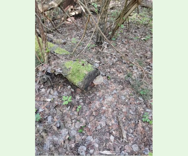 Lesklokôrovka plochá