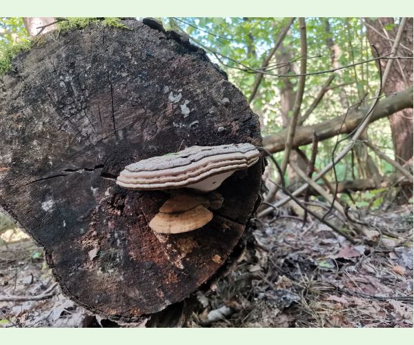 Lesklokôrovka plochá