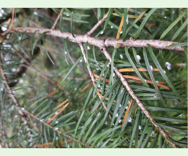 Kôrovnica duglasková