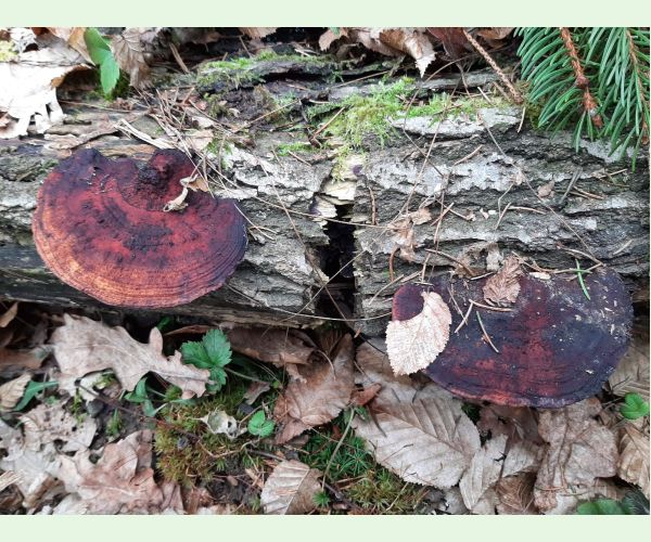 Sieťkovček červenkastý