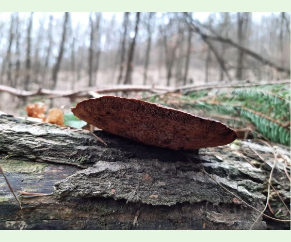 Sieťkovček červenkastý