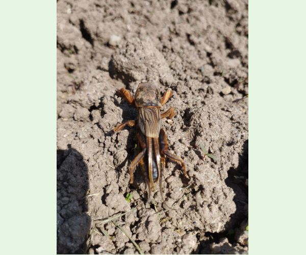 Medvedík obyčajný