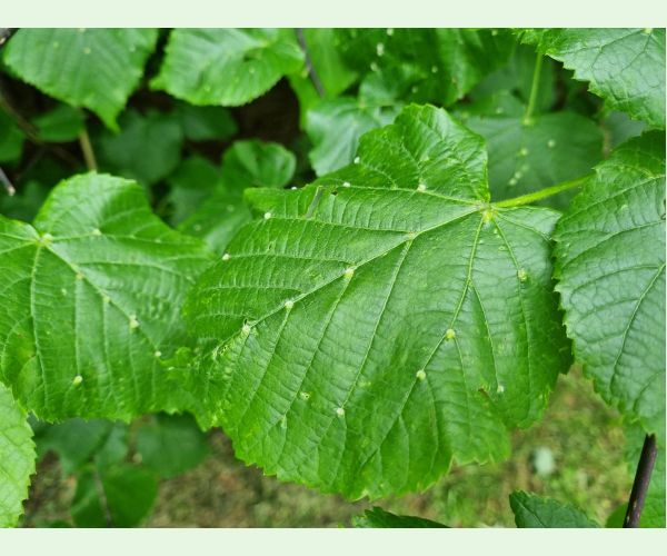 Roztoč Eriophyes exilis