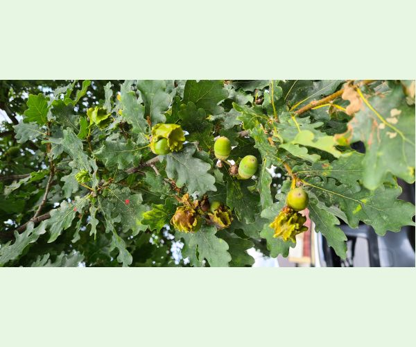 Hrčiarka kalichová