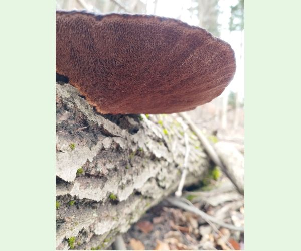 Sieťkovček červenkastý