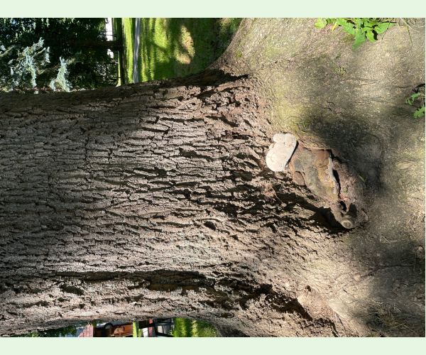 Ohňovec hrboľkatý