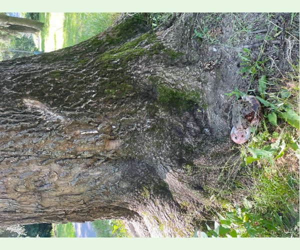 Ohňovec hrboľkatý