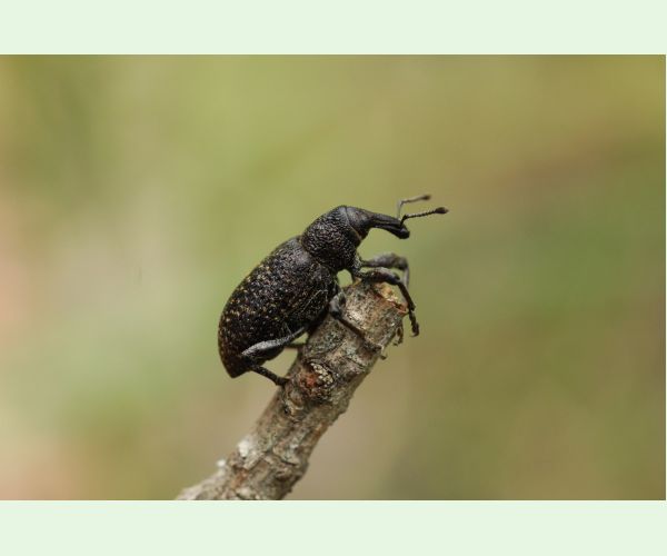 Tvrdoň smrekovcový