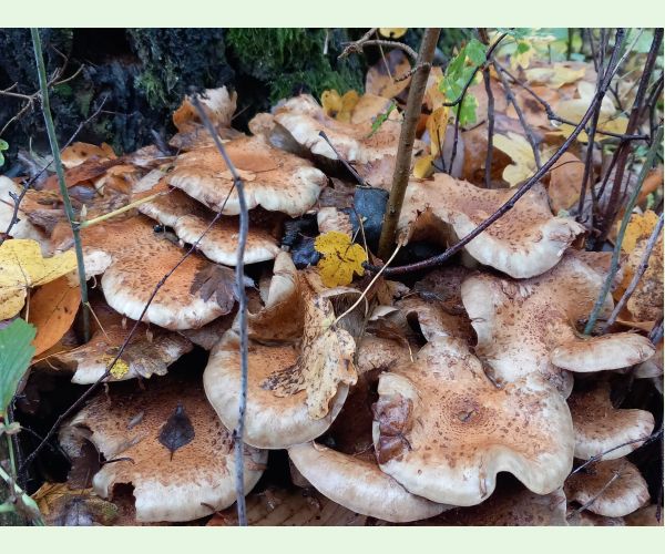 Šupinovka šupinatá