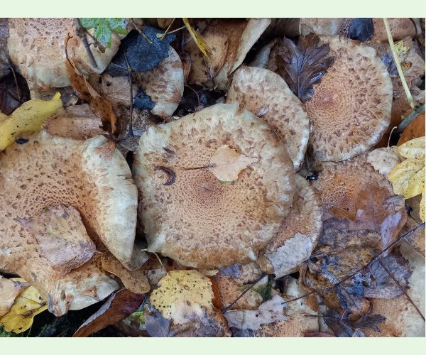 Šupinovka šupinatá