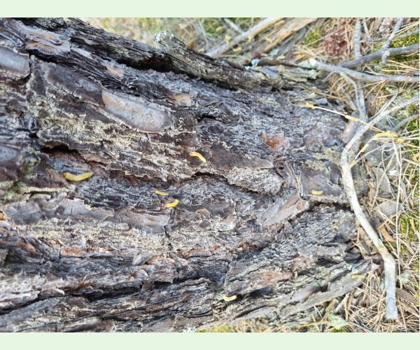 Hrebenárka borovicová