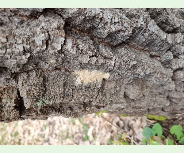 Mníška veľkohlavá