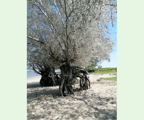 Priadzovec čremchový