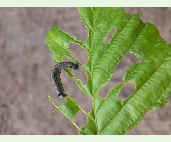 Priadkovec obrúčkavý