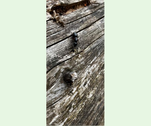 Mravce rodu Camponotus