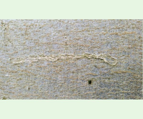 Drobník Ectoedemia liebwerdella