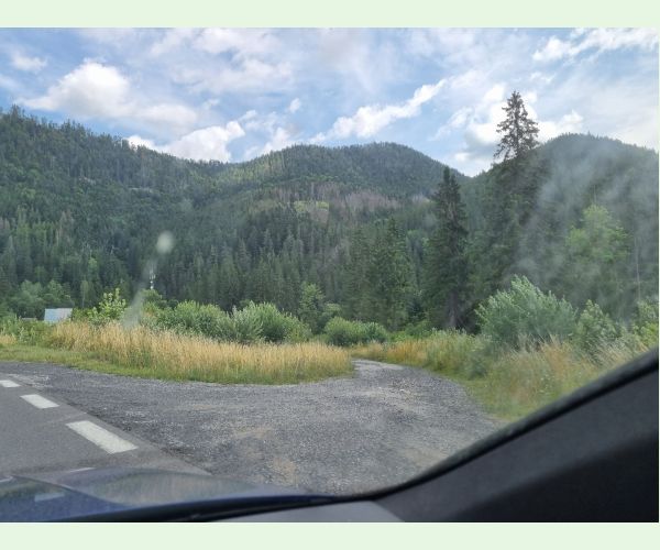 Lykožrút smrekový