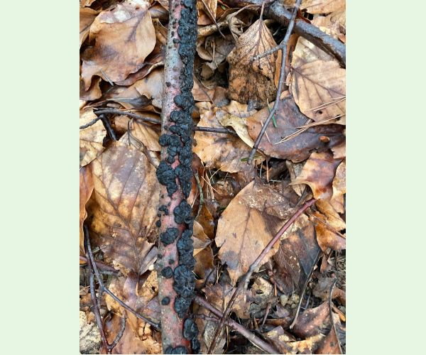 Tmavorôsolovec mozgovitý