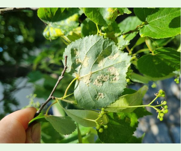 Roztoč Eriophyes leiosoma = exilis