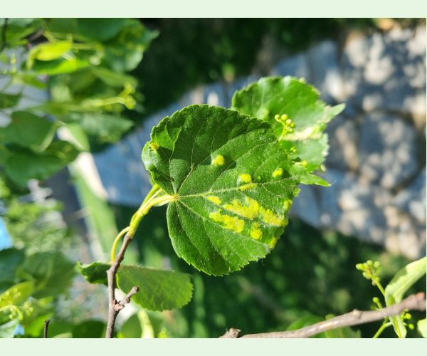 Roztoč Eriophyes leiosoma = exilis