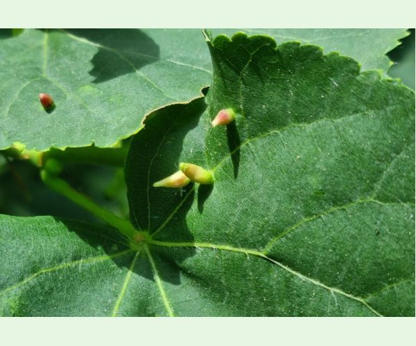 Roztoč Vlnovník lipový