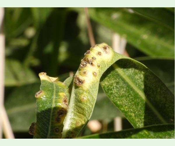 Bakteriálne ochorenie oleandrov