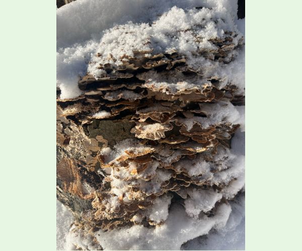 Trúdnikovec pestrý