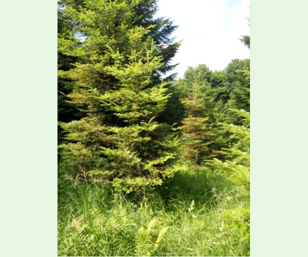 Kôrovnica kaukazská