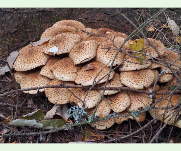 Šupinovka šupinatá