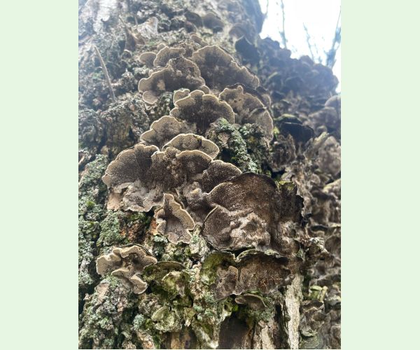 Chlpatica jednofarebná