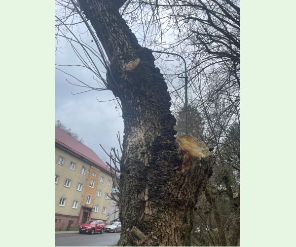 Chlpatica jednofarebná