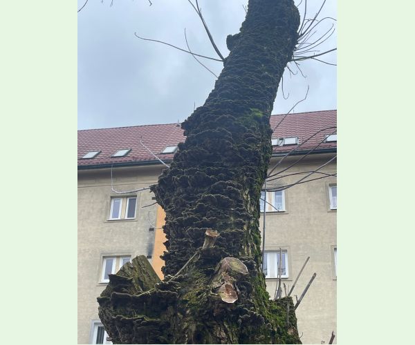 Chlpatica jednofarebná