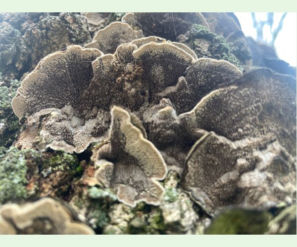 Chlpatica jednofarebná