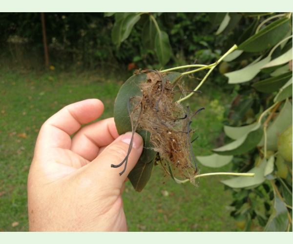 Ploskanka hrušková