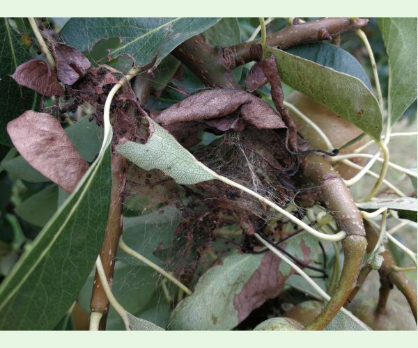 Ploskanka hrušková