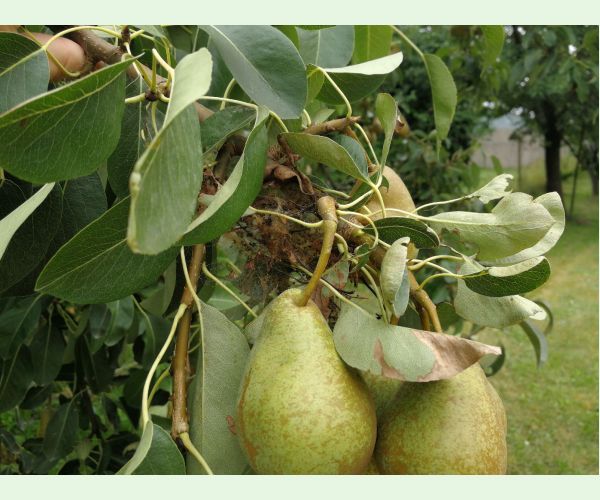 Ploskanka hrušková