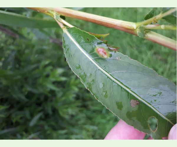 Hrčiarka Pontania proxima