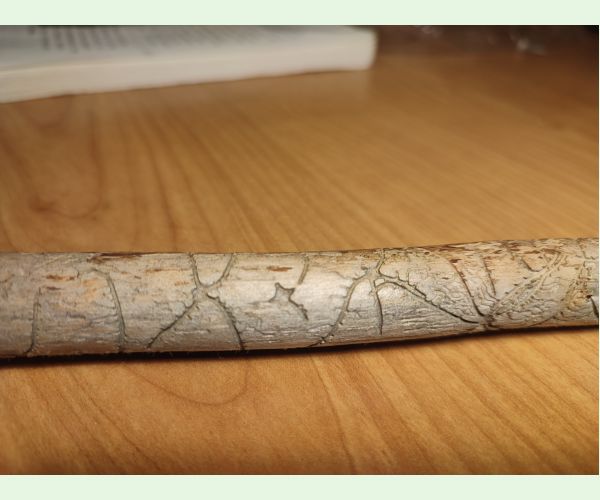 Lykožrút obyčajný