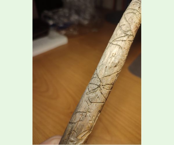 Lykožrút obyčajný